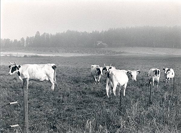 Ayshire-lehmiä laitumella